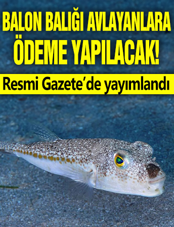 Resmi Gazete'de yayımlandı! Balon balığı avlayanlara ödeme yapılacak