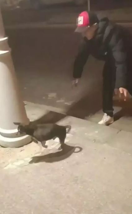 Elektrik kaçağını kontrol etmek için köpeği kullandı!