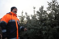 Baskan Çolakbayrakdar Açiklamasi 'Yesil Alanda Dünya Standardini Üçe Katlayacagiz'