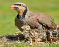 Kara Avciligi Sezonu Kapandi