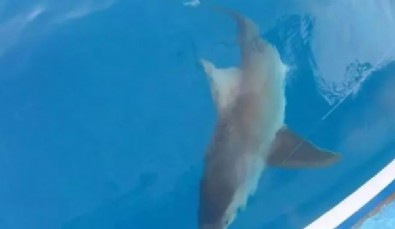 Kuzu balığı sandı oltaya köpek balığı takıldı!