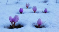 Karlar Altindaki Çigdem Çiçeklerinden Kartpostallik Görüntüler Haberi