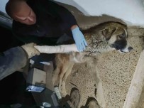 Hakkari'de Aracin Çarptigi Köpek Yaralandi