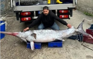 3 metre boyunda 150 kilo ağırlığında: 30 bin TL’ye sattı!