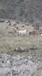 Elazig'da Dag Keçileri Görüldü Haberi