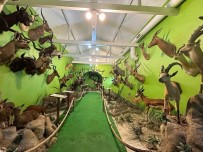 Istanbul'da Yaban Hayvanlarina Ait 396 Parça Tahnit Ele Geçirildi