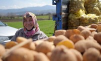 'Patates Diyari'nda Çiftçiler Ekim Mesaisinde Haberi