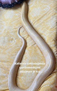Genç Kiz El Konulan Dev Pitonun Geri Verilmesini Istedi Açiklamasi 'Evcil, Zarari Yok'