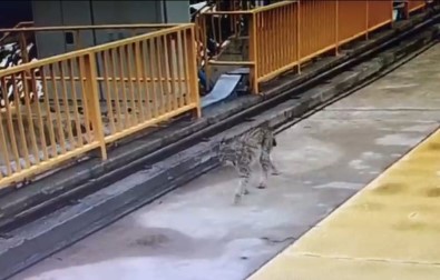 Kotanli Baraji'nin Davetsiz Misafiri Vasak