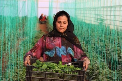 Tarimsal Girdi Enflasyonu Ocakta Yüzde 45,11 Oldu