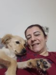 Aydin'daki Köpek Egitmeni Magdurlarinin Sayisi Artmaya Basladi