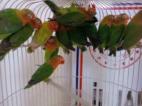 Manisa'da Satisi Yasak Papagan Ele Geçirildi