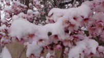 Yozgat'ta Erken Çiçek Açan Badem Agaçlari Kar Altinda Kaldi Haberi