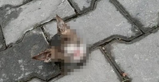 Bursa'da vahşet! 6 yavru kediyi...