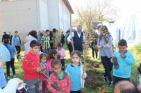 Köycegiz'de Okul Bahçesi Keçiboynuzu Fidanlari Ile Donatildi