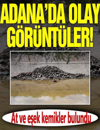 Adana'da olay yaratan görüntüler: At ve eşek kemikleri bulundu