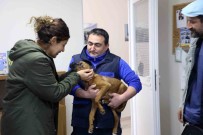 Büyüksehir 3 Bin 174 Can Dostu Sahiplendirdi