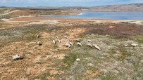 Kizilirmak Alarm Veriyor Açiklamasi Baraj Sularinin Çekildigi Alanda Koyunlar Otluyor