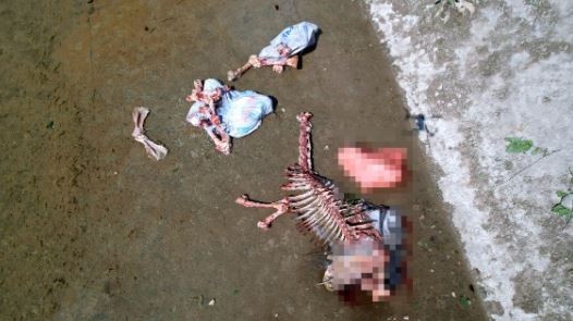 Adana'da olay yaratan görüntüler: At ve eşek kemikleri bulundu
