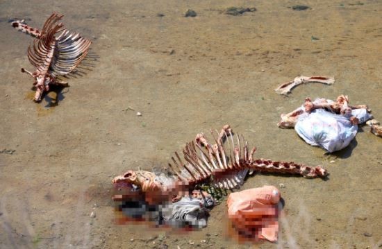 Adana'da olay yaratan görüntüler: At ve eşek kemikleri bulundu