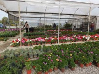 Burhaniye' De Çiçek Satislari Artti Haberi