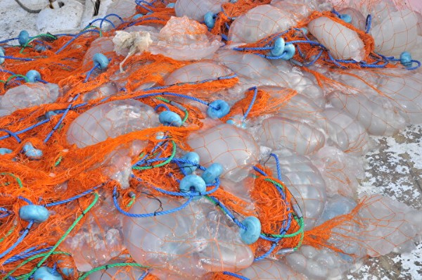 Tüm bölgeyi istila ettiler! Akdeniz'de dehşete düşüren görüntü