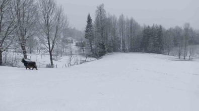 Bahar Ayinda Sakarya'nin Yüksek Kesimlerinde Lapa Lapa Kar Yagiyor