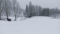 Bahar Ayinda Sakarya'nin Yüksek Kesimlerinde Lapa Lapa Kar Yagiyor Haberi