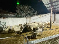 Konya'da Koyun Hirsizligi Süphelisi Yakalandi Haberi