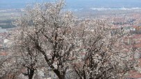 Kütahya'da Badem Agaçlarinin Çiçek Açmasi Güzel Görüntüler Olusturdu Haberi