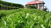 Çay üreticilerine 363,6 milyon liralık destek bugün hesaplara yatıyor Haberi
