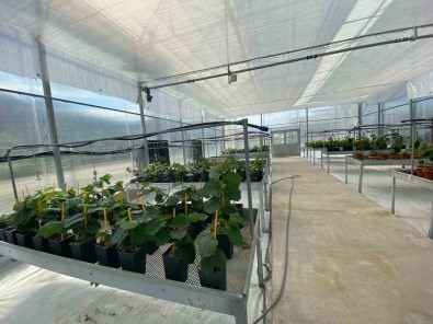 Mikro Çogaltimla Yilda 50 Bin Adet Sertifikali Findik Fidani Üretilebilecek