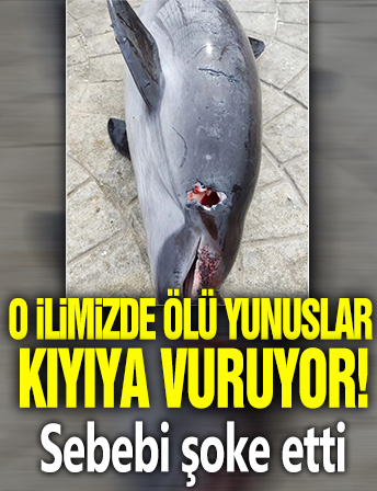 O ilimizde ölü yunuslar kıyıya vuruyor: Sebebi şoke etti!