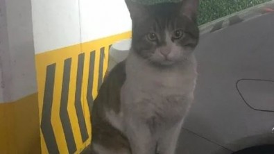 Kedi Eros davasında yeni gelişme! Başsavcılıktan itiraz geldi