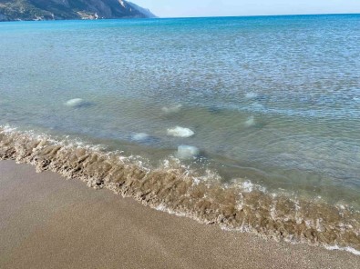 Akdeniz'in Hatay Kiyilarinda Ölü Denizanalari Kiyiya Vurdu