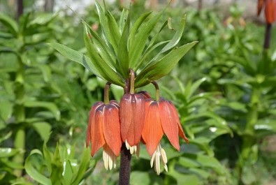 Bu çiçeği koparan yandı! Cezası 75 bin lira