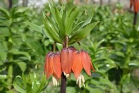 Bu çiçeği koparan yandı! Cezası 75 bin lira