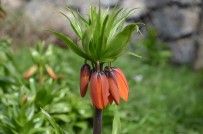 Bu Çiçegi Koparmanin Cezasi 75 Bin Lira