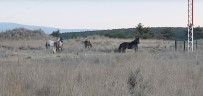 Kütahya'da Yabani Atlar Görüntülendi Haberi