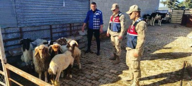 Kaybolan Koyunlari Jandarma Buldu