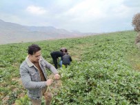 Siirt'te Bag Ve Bahçelerde Yabanci Otlarda Artis Yasaniyor Haberi