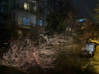 Ankara'da Firtina Nedeniyle Agaç Devrildi