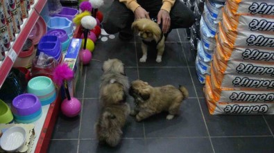 Kaçirilip 500 TL'ye Satildi, Yavrularina Kavustu