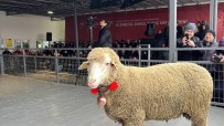 Merinos Koçu 150 Bin Liradan Satildi