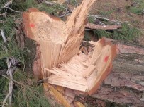 Germencik Habipler Köyü'nde Ormanlik Alanda Kesilen Agaçlarla Ilgili Sorusturma Baslatildi