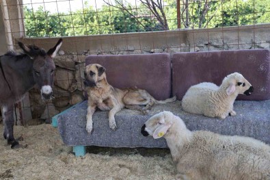 Yüzde 70'I Engelli 254 Sokak Hayvanina Yuva Kurdu