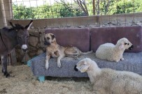 Yüzde 70'I Engelli 254 Sokak Hayvanina Yuva Kurdu