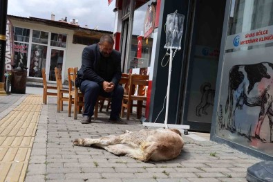 Dana Umut'un Sahibinin Merhameti Görenlerin Içini Isitti