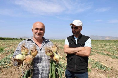 Sofrada Göz Yasartan Sogan Tarlada Üreticinin Yüzünü Güldürdü