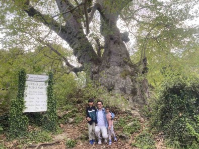2 Bin 700 Yillik Çinar Ziyaretçilerini Bekliyor